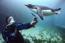 PENGUIN DIVING 2